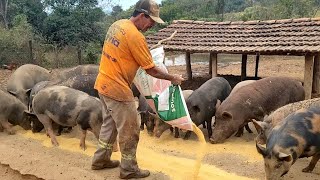 CRIADOR DE PORCO CONTA COMO COMEÇOU, HJ QUASE 400 ANIMAIS