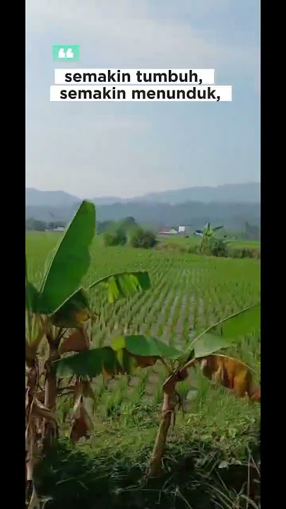 Rindu tak bertepi akan pemandangan indah #sawah #pemandanganbagus #wisata #nature