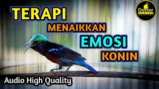 Terapi Menaikkan Emosi Konin Agar Kolibri Ninja Cepat Gacor Nembak Materi