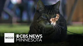 A Northeast Minneapolis cat turns 21