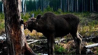 Лось. Лось и солонец. Охота и рыбалка. Выпуск № 73