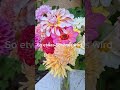 Dahlien sind die mit vielfältigsten Blumen die es gibt  #blumenfarm #blumen #cottagegarten #dahlien