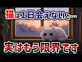 【勘違い？】猫から見えている人間の世界は〇〇だった【猫雑学】