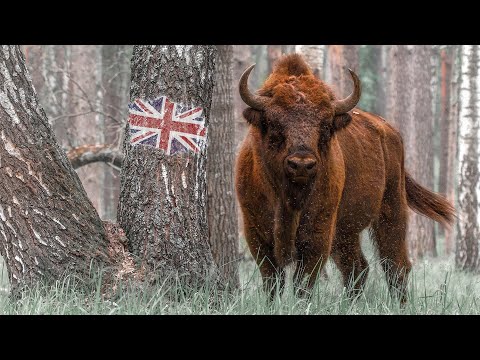 Wildlife of Belarus - Nature in East Europe Documentary | Film Studio Aves
