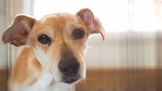 BISSELL Pet Foundation- Without You, There Is No Tomorrow.