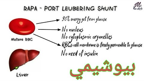 RAPA-PORT LEUBERING CYCLE AND 2,3BISPHOSPHOGLYCERATE