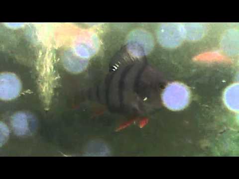 44+ Barsch Im Teich Berlin, Da es sich um einen reinrassigen