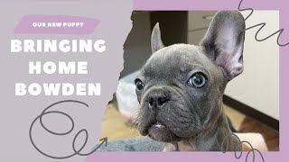 French Bulldog Love: New Puppy in the House | Lifestyle with Melonie Graves