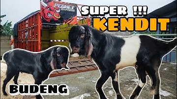 SUPER ‼️ KENDIT & Budeng TERBARU ‼️ Pasar hewan GOMBONG