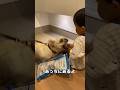 噛む犬と子供。去年まではこんな感じな2人でした… #保護犬 #shorts #フレンチブルドッグ