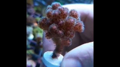 POCILLOPORA DAMICORNIS.
