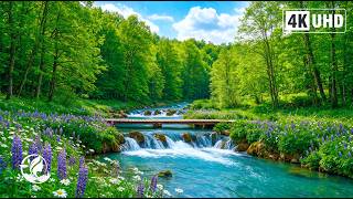 Music Therapy for the Nervous System 🌿 Soft Piano Music and Nature Sounds for Deep Sleep screenshot 5