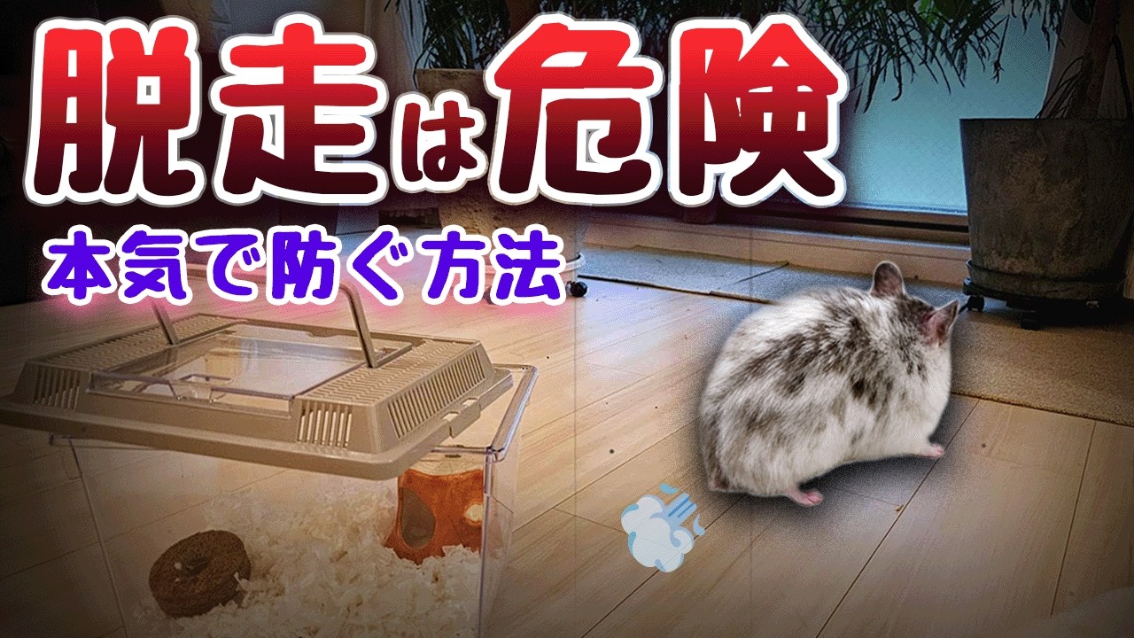 ハムスターが脱走しました。二度と起こさないための対策