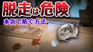 ハムスターが脱走しました。二度と起こさないための対策