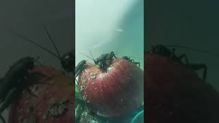 Jamaican Field Cricket Aka Gryllus Assimilis