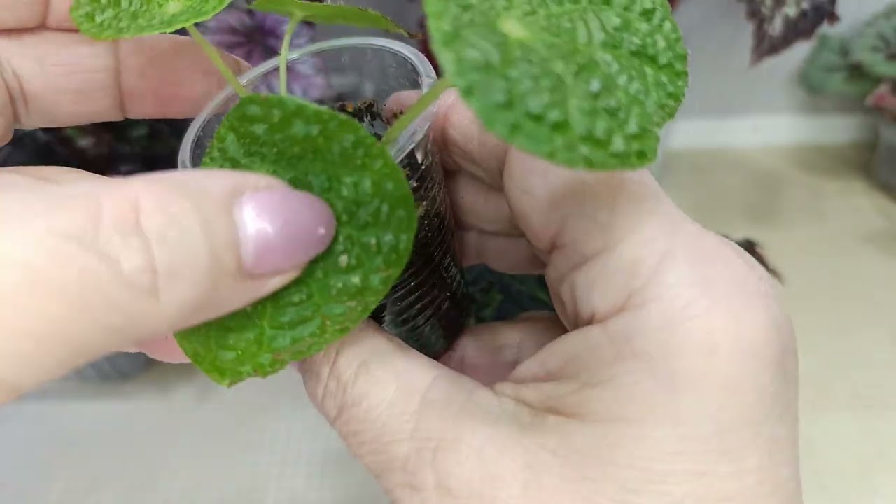 Бегонии, посмотрим, что у меня подростает.