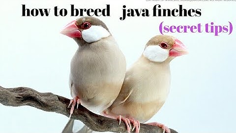 How to breed java finches(in english)