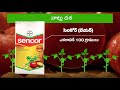 Tomato super saver pack 1 stage wise product usage with kisanwala app