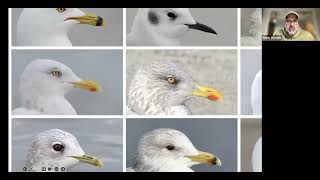 NSBS Nov 27, 2025 - A Closer Look at Gull Identification gulls of North America: Amar Ayyash