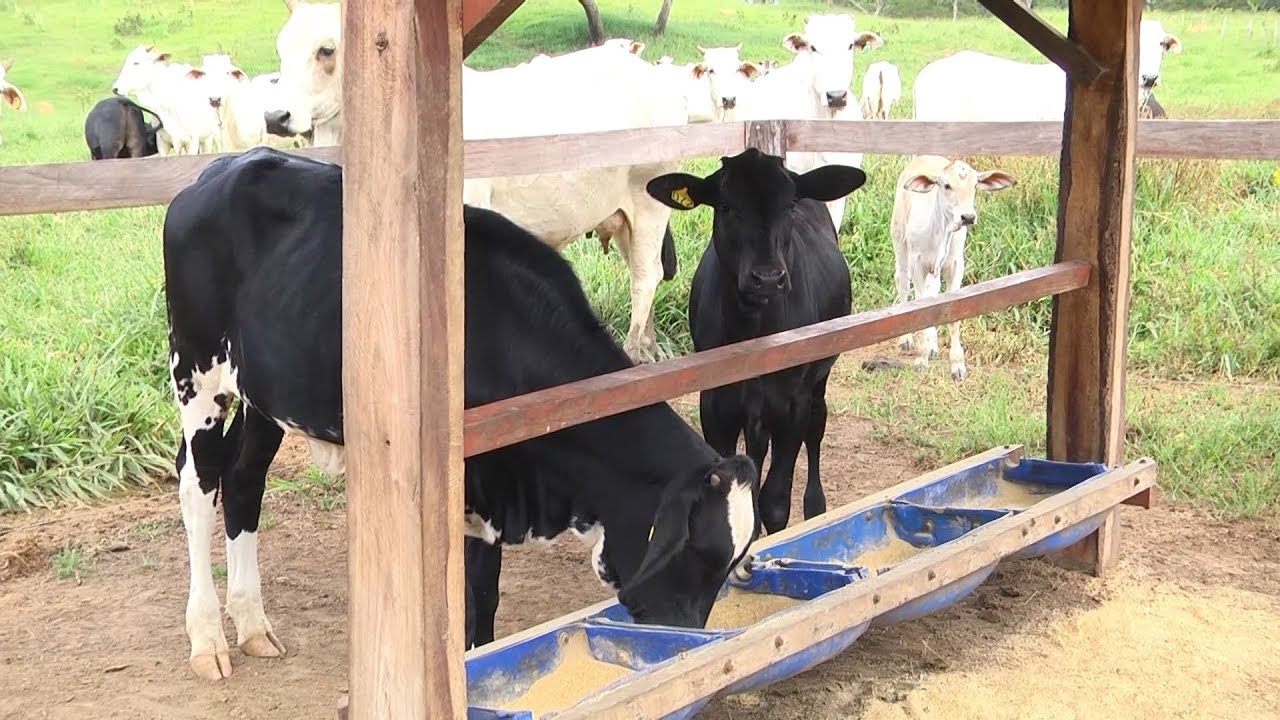 Faz. Olhos D'Água - Propriedade adota o Programa Desempenho Máximo Matsuda