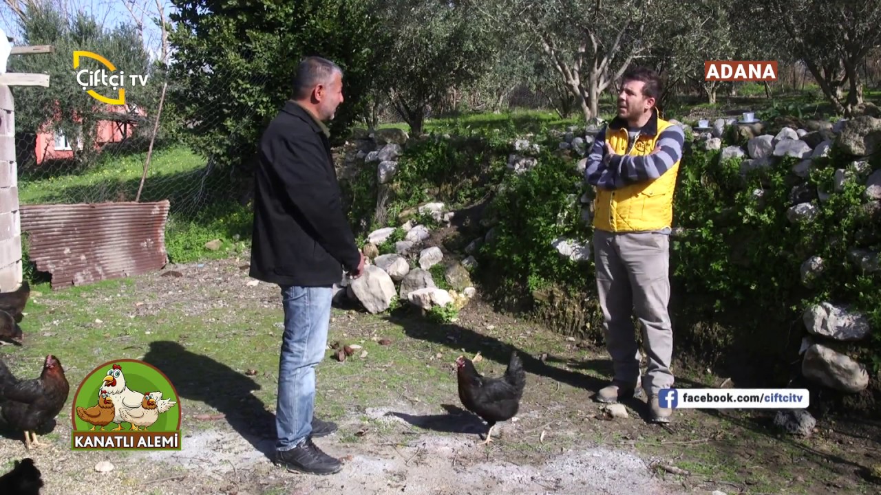 Yumurta Tavukçuluğunda Irk Seçimi - Kanatlı Alemi / Çiftçi TV