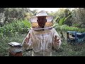 Importancia de los nucleos en la apicultura