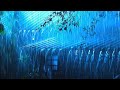 Relax and Fall into Deep Sleep in a Cozy Cabin with Heavy Rain & Powerful Thunder on a Tin Roof🌧️
