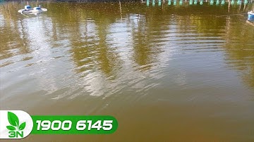 Cách xử lý nước ao nuôi cá bị đục, có váng màu vàng | VTC16