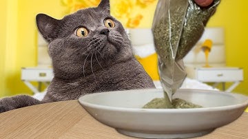 Cat Try Catnip For The First Time