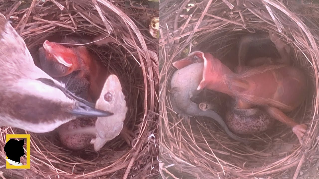 THE MOTHER TAKES BACK THE GECK 