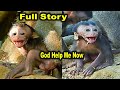 Full Video Of Emotional Exclaiming Of Baby Monkey Poppy When Alpha Monkey Tara Kidnapped her