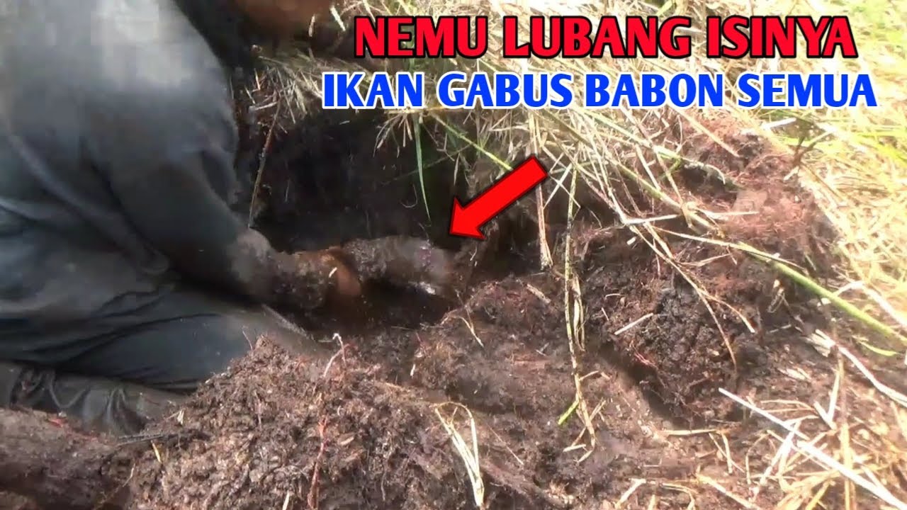 DI LUAR NALAR !! BANYAK IKAN GABUS BABON DI DALAM LUBANG SAAT AIR MENGERING