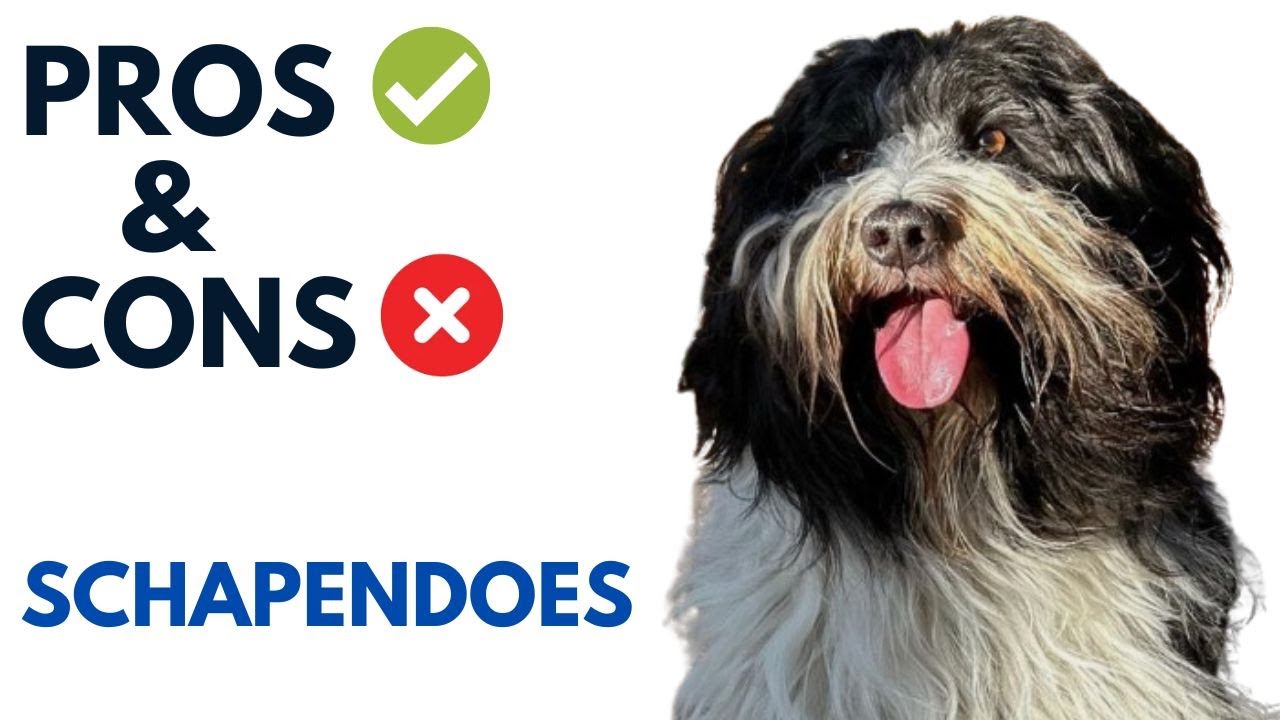 Schapendoes Pros and Cons | Dutch Schapendoes Nederlandse Schapendoes  Advantages and Disadvantages