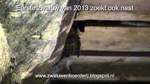 Vier boerenzwaluwen op 14 april