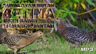 Suara Pikat Ayam Hutan Betina | Bervarisi makin ampuh memikat jantan