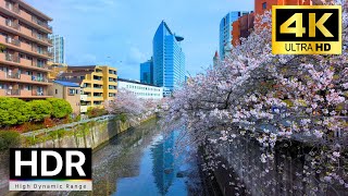 🌸Meguro Cherry blossoms 2024, Tokyo walk, Japan【4K HDR】