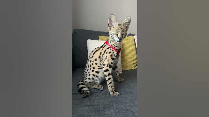 Watch the video about What’s sounds do little serval?😯 #cat #exoticcats #cats #savannah #serval #servals