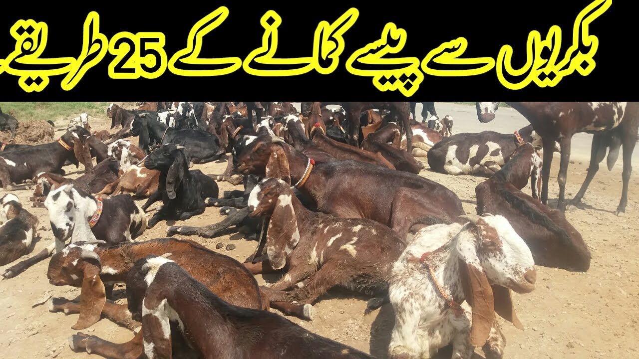 25 Ways To Earn Money From Goat Farming Businesses in Pakistan