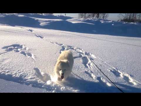 Video: Samojed Plemeno Psa Hypoalergenní, Zdraví A životnost