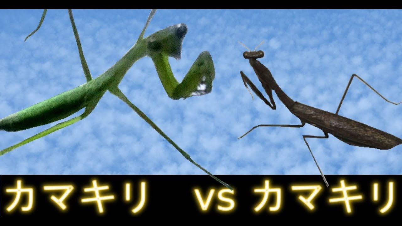 オオカマキリvs黒いカマキリ Youtube