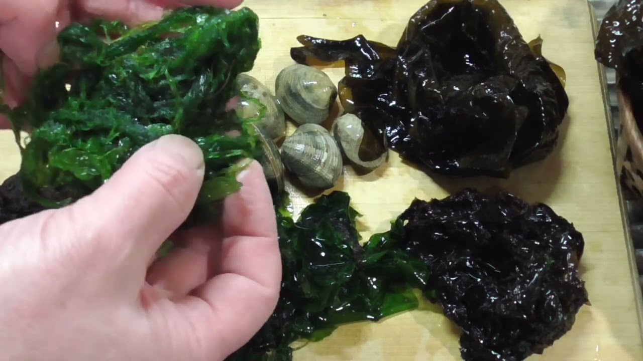 【夜の潮干狩り】鯉をドロドロにして4種類の海藻を混ぜて高温の油に投入する