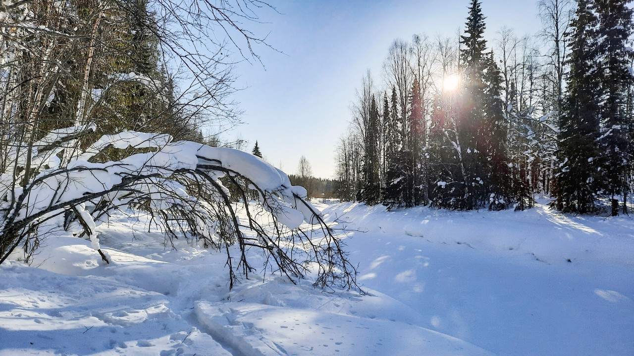 Прогулка на лыжах. 23 февраля 2026 года