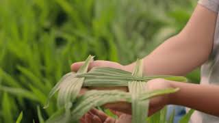 Ecotain environmental plantain TV commercial