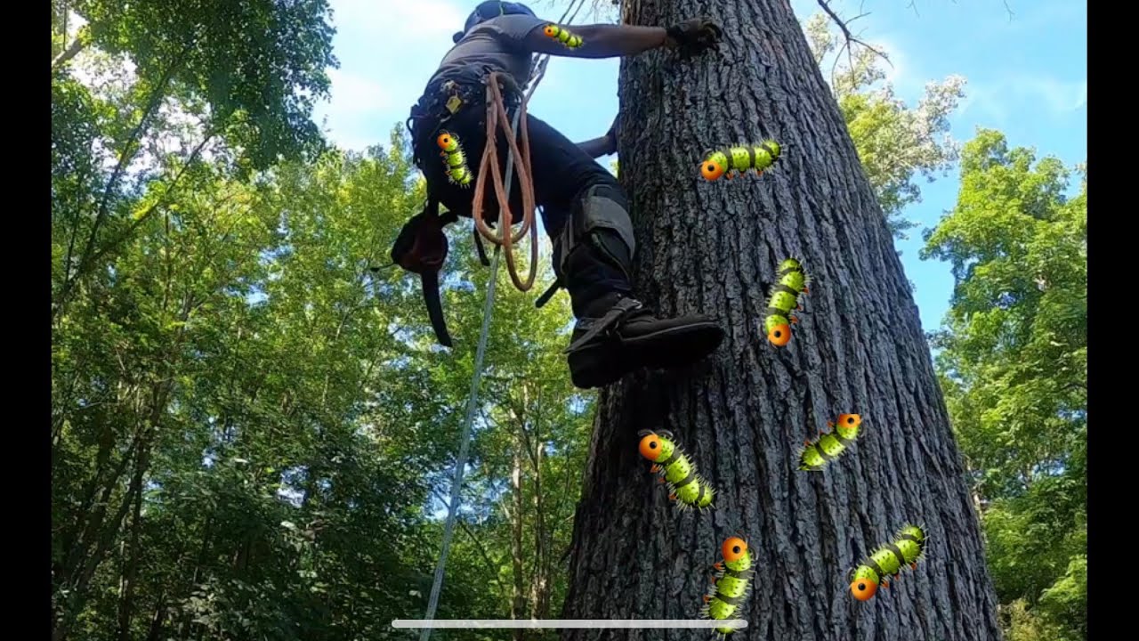 Sketchy Oak Tree Removal Infested with Caterpillers - YouTube