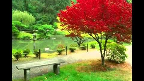 يوم ترى المؤمنين والمؤمنات   تلاوه رااائعه ولا احلى للشيخ سلمان العتيبي