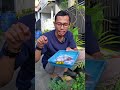 menanam sayuran di pot dan polybag tumbuh subur #janurinurhidayat #berkebun