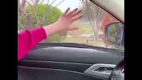 car bug window screen