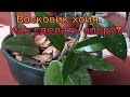 Восковик хойя.  Опора для восковика.