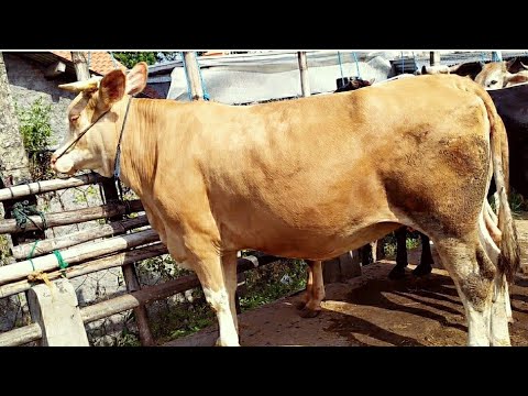 Sapi betina paling jumbo bunting 6 bulan YouTube