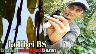 kolibri BS di hutan sulawesi barat yg masih melimpah